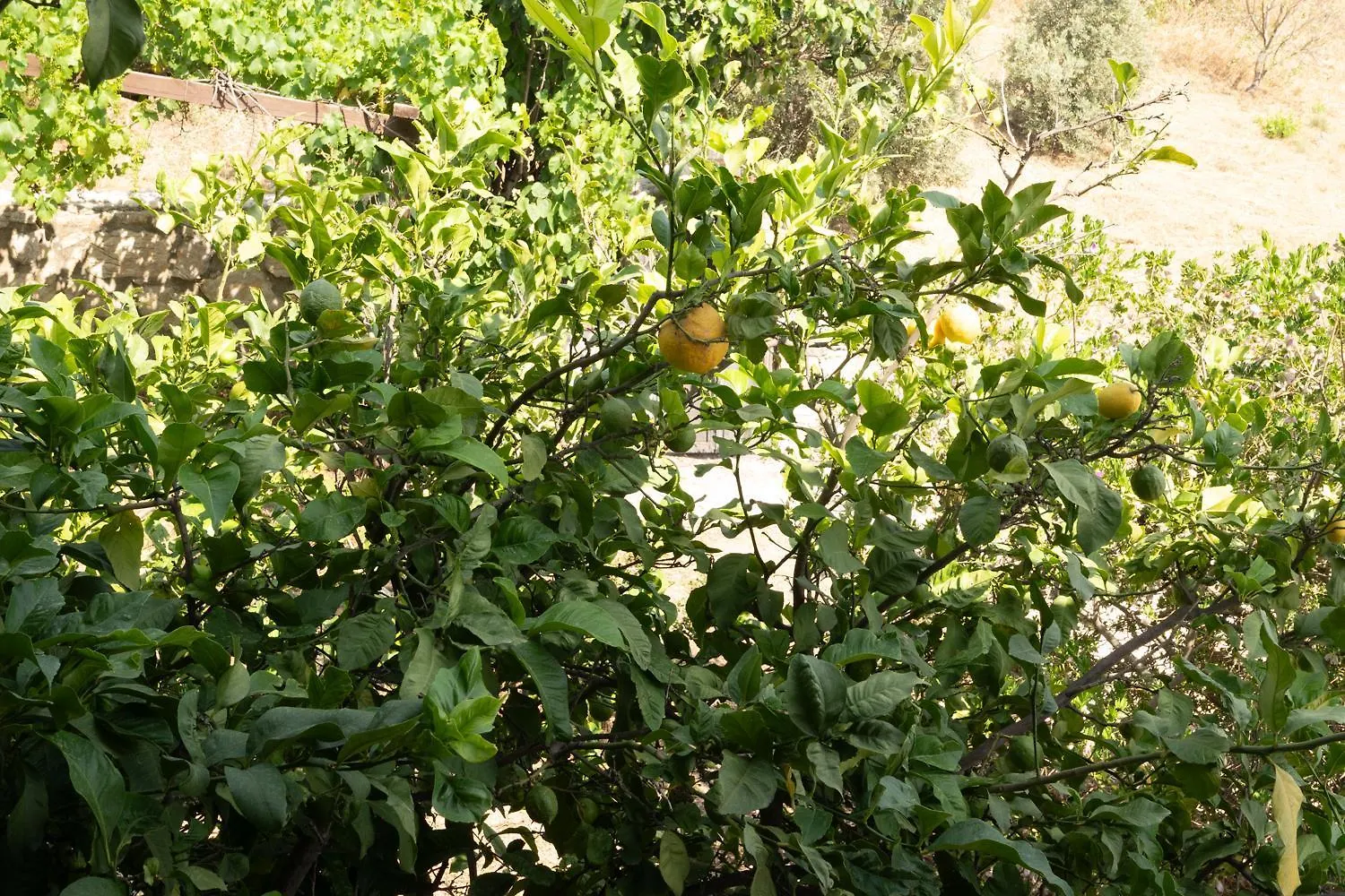 Villa Olive Garden Datça Türkiye